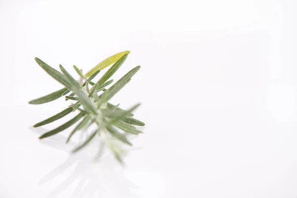 Rosemary Salvia Rosmarinus Galho Sobre Fundo Branco — Fotografia de Stock