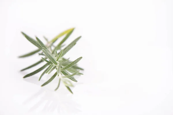 Rosmarinzweig Salvia Rosmarinus Auf Weißem Hintergrund — Stockfoto