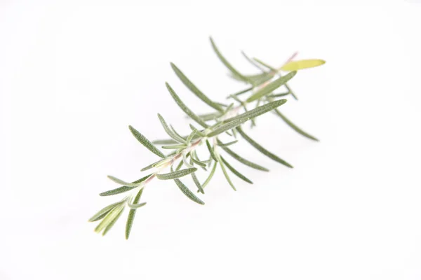Rozmarýn Salvia Rosmarinus Větvička Bílém Pozadí — Stock fotografie