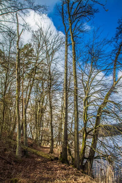 Fußweg Seeufer Inmitten Eines Waldes — Stockfoto