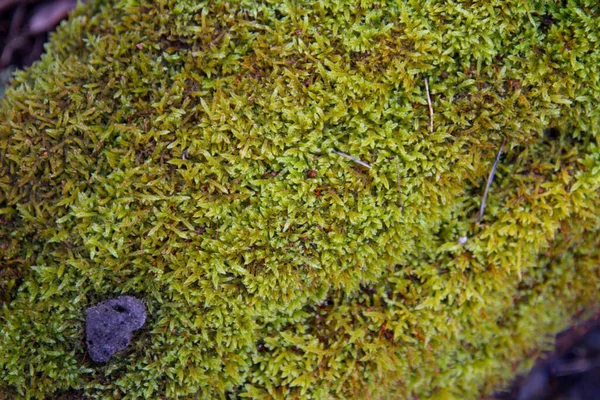 Moss Creciendo Tronco Árbol Primer Plano — Foto de Stock
