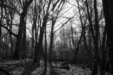 Kışın sonunda ormanın içinde büyüyen meşe ağacı.