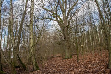 Kışın sonunda ormanın içinde büyüyen meşe ağacı.