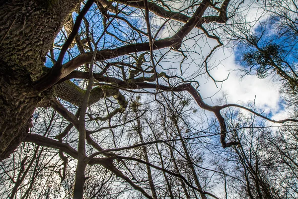 Träd Skog Sedd Uppåt Mot Blå Himmel Med Några Vita — Stockfoto