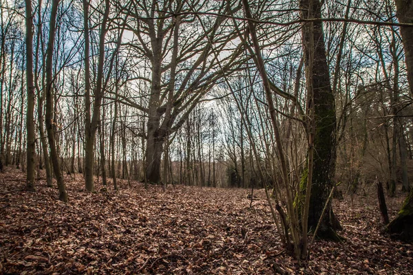 Chêne Poussant Dans Une Forêt Fin Hiver — Photo