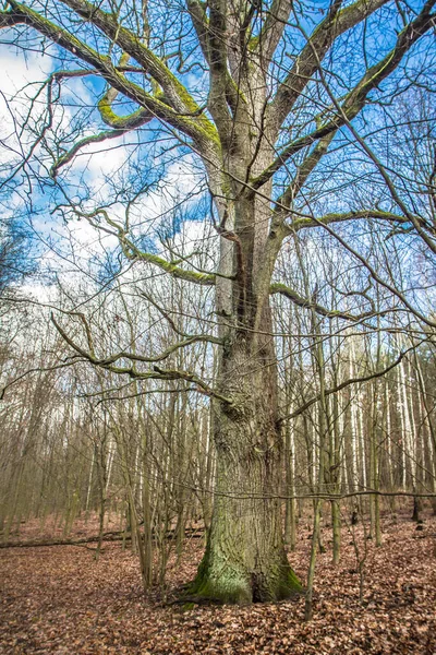 Oak Tree Growing Ina Forest Late Winter — Stock Photo, Image