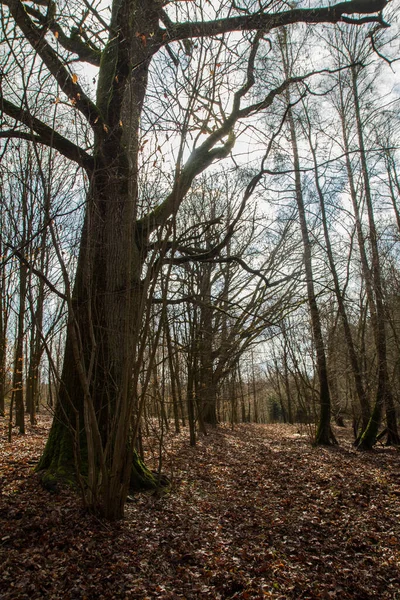 Dub Strom Rostoucí Lese Pozdní Zimě — Stock fotografie