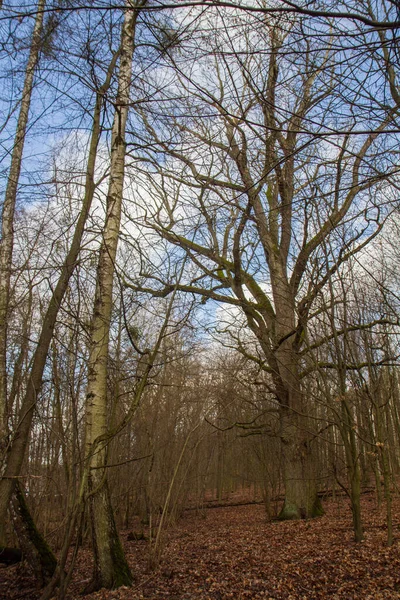 Dub Strom Rostoucí Lese Pozdní Zimě — Stock fotografie