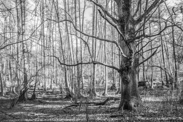 Kışın Sonunda Ormanın Içinde Büyüyen Meşe Ağacı — Stok fotoğraf
