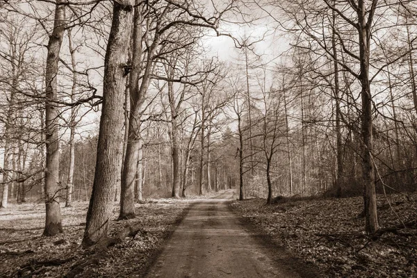 Dirt Road Crossing Forest Sepia — Stock Photo, Image