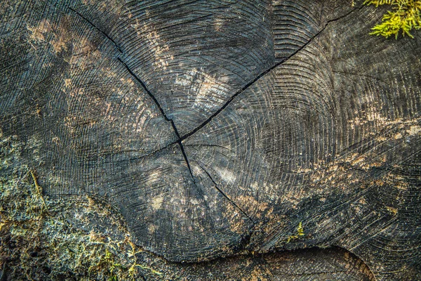 Skär Ner Trädstammens Tvärsnitt Nära Håll — Stockfoto