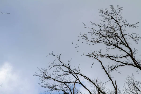 Κορυφές Των Δέντρων Βλέπουν Προς Πάνω Στον Ουρανό Πουλιά Πετούν — Φωτογραφία Αρχείου
