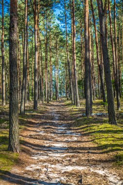 Yazın ormanda çam ağaçları