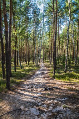 Yazın ormanda çam ağaçları
