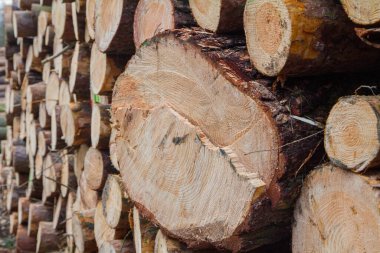 Ormandaki bir kazığın üzerindeki ağaç gövdelerini kes, nakliyeye hazır ol.