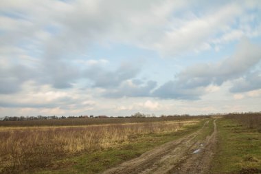 Bir tarlada yetişen Aronia (boğaz üzümü) - ilkbaharın başlarında