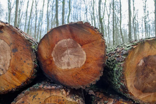 Cortar Troncos Árboles Una Pila Bosque Listo Para Transporte — Foto de Stock