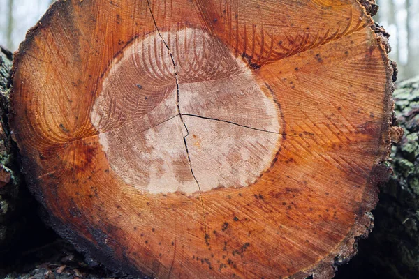 Cut down tree trunks on a pile in a forest, ready for transportation