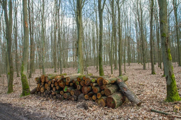 Couper Des Troncs Arbres Sur Une Pile Près Chemin Terre — Photo