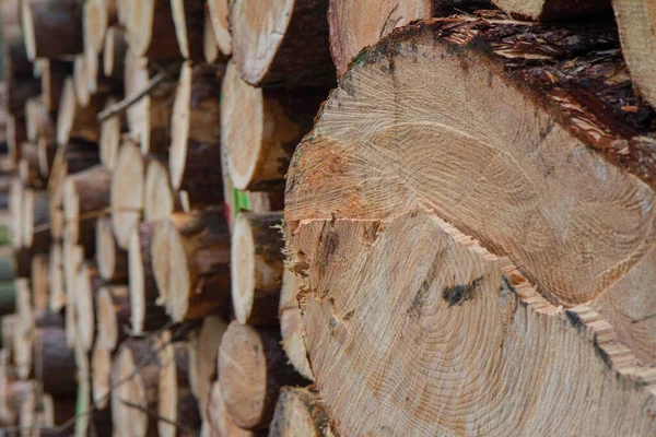 Corte Troncos Árvore Uma Pilha Uma Floresta Pronta Para Transporte — Fotografia de Stock