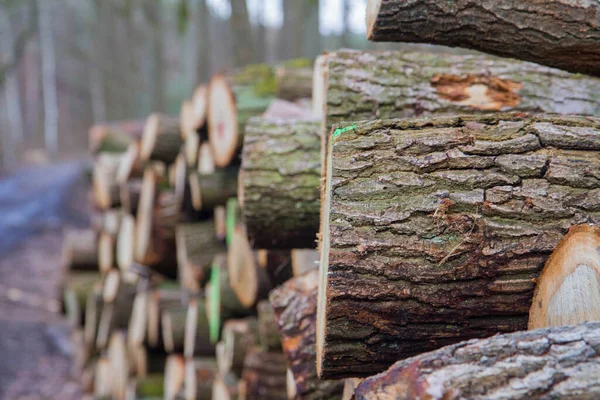 Corte Troncos Árvore Uma Pilha Uma Floresta Pronta Para Transporte — Fotografia de Stock