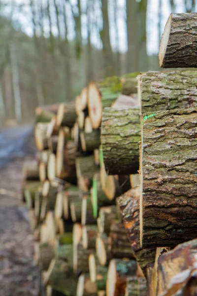 Corte Troncos Árvore Uma Pilha Uma Floresta Pronta Para Transporte — Fotografia de Stock