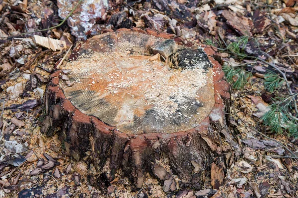 Zbývající Část Pokáceného Stromu Zemi — Stock fotografie