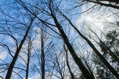 Ormandaki ağaçlar mavi gökyüzüne karşı beyaz bulutlarla görülür.