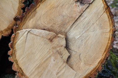 Ağaç gövdesi kesitini kapatın.