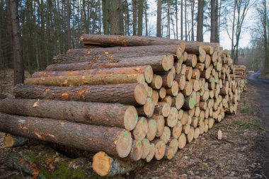 Ormandaki bir kazığın üzerindeki ağaç gövdelerini kes, nakliyeye hazır ol.