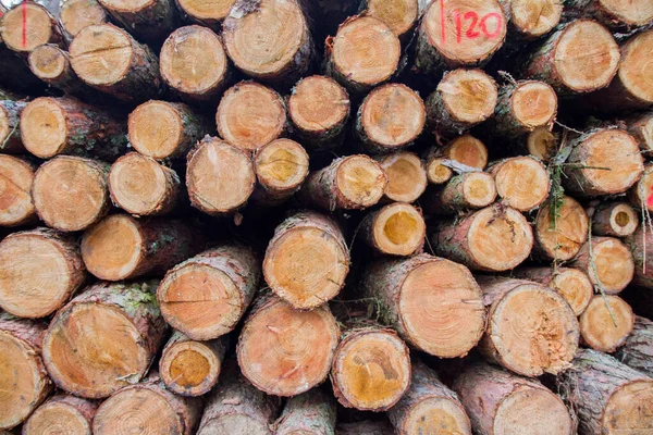 Corte Troncos Árvore Uma Pilha Uma Floresta Pronta Para Transporte — Fotografia de Stock