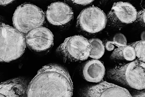 Corte Troncos Árvore Uma Pilha Uma Floresta Pronta Para Transporte — Fotografia de Stock
