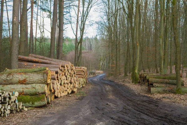 Couper Des Troncs Arbres Sur Une Pile Près Chemin Terre — Photo