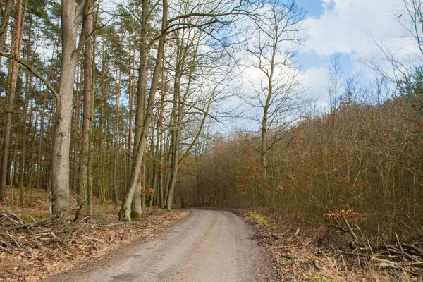 Dirt Road Crossing Forest — Stock Photo, Image