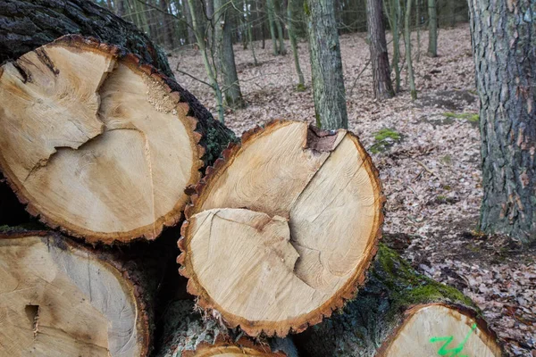 Corte Troncos Árvore Uma Pilha Uma Floresta Pronta Para Transporte — Fotografia de Stock