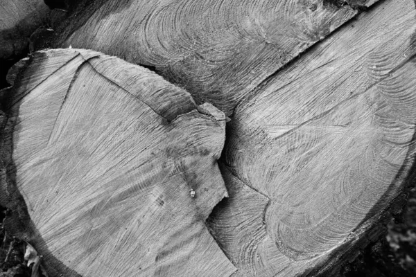 Baumstammquerschnitt Nahaufnahme — Stockfoto