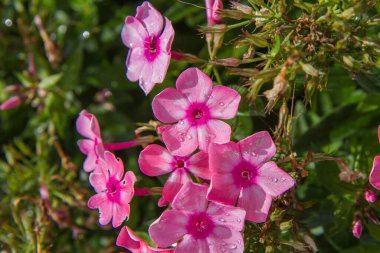Bahçede çiçek açan büyük bir yaprak.
