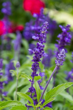 Bahçede çiçek açan (salvia) bitkisi.