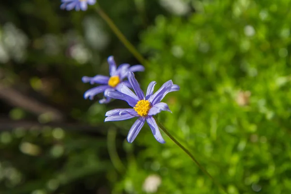 Niebieska Daisy Kwiat Kwitnący Ogrodzie — Zdjęcie stockowe
