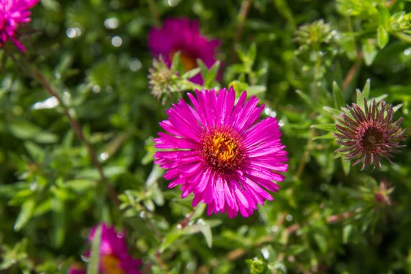 Aster Tusensköna Blomma Blommar Trädgård — Stockfoto