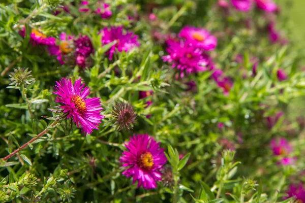 Blume Der Aster Gänseblümchen Blüht Einem Garten — Stockfoto