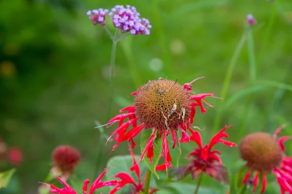 Fiore Monarda Balsamo Api Dopo Fioritura — Foto Stock