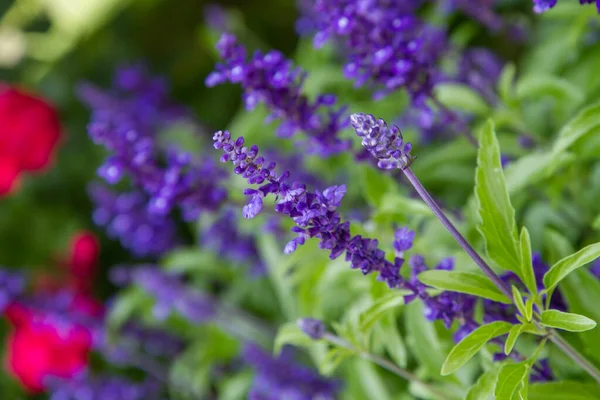 Salie Salvia Plant Bloeiend Een Tuin — Stockfoto