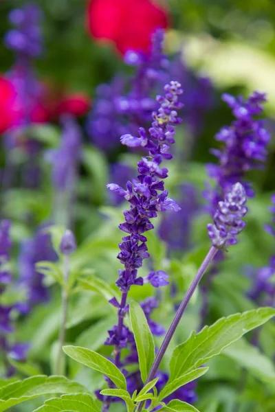 Salie Salvia Plant Bloeiend Een Tuin — Stockfoto