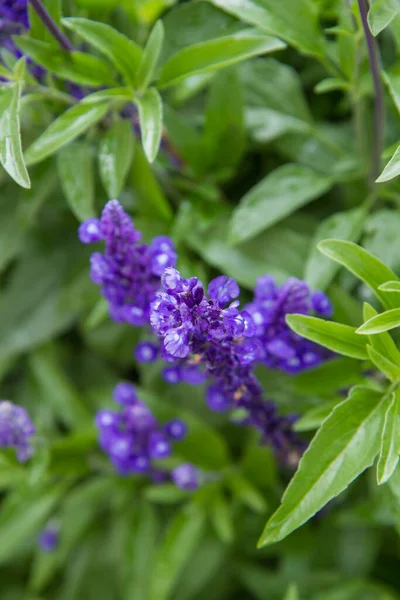 Sage (Salvia) plant blooming in a garden