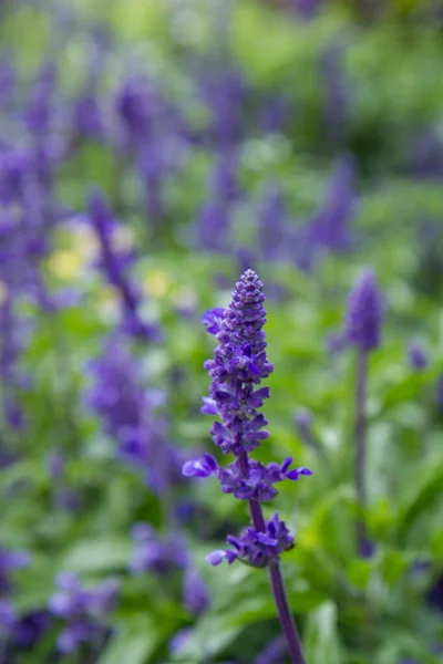 Salie Salvia Plant Bloeiend Een Tuin — Stockfoto