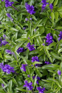 Bahçede çiçek açan (salvia) bitkisi.