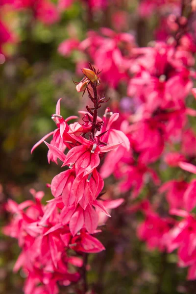 Lobelia Rośliny Kwitnące Ogrodzie — Zdjęcie stockowe