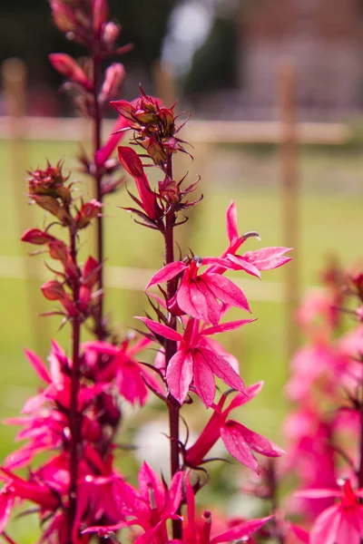 Lobelia Plante Fleurissant Dans Jardin — Photo