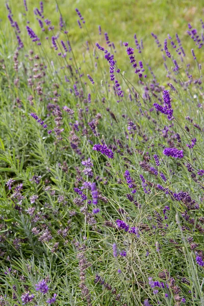 Salvia Salvia Planta Que Florece Jardín — Foto de Stock